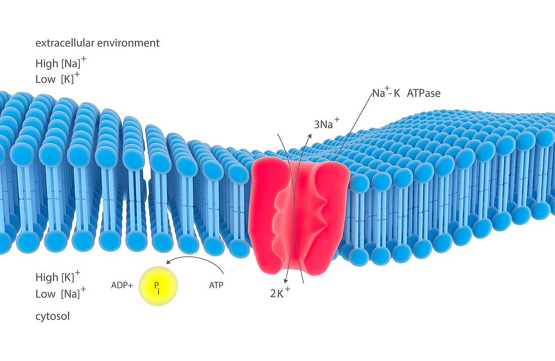 Na-K membrane ion pump,illustration
