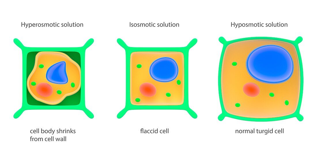 Osmosis in plant cells,illustration