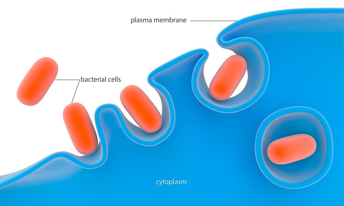 Phagocytosis,illustration