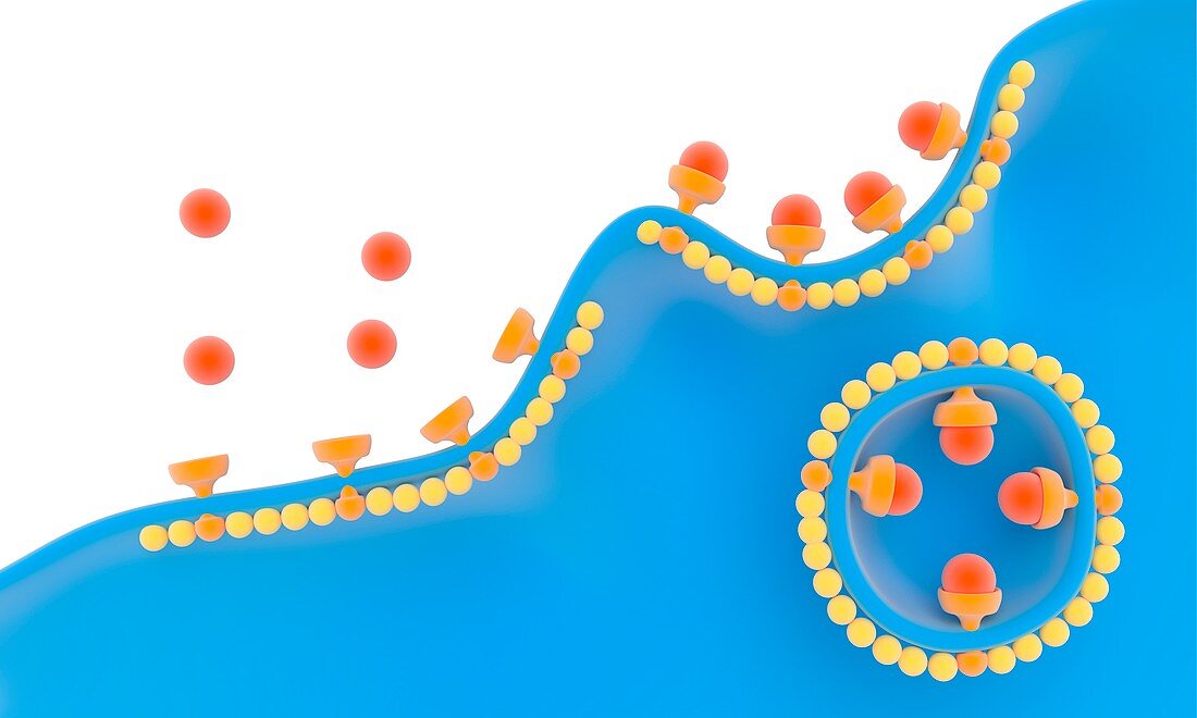 Receptor-based endocytosis,illustration