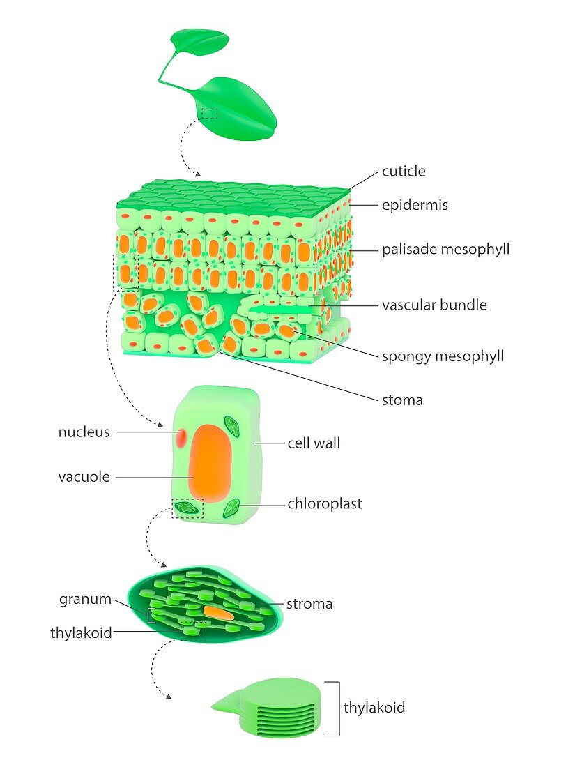 Leaf to chloroplast,illustration