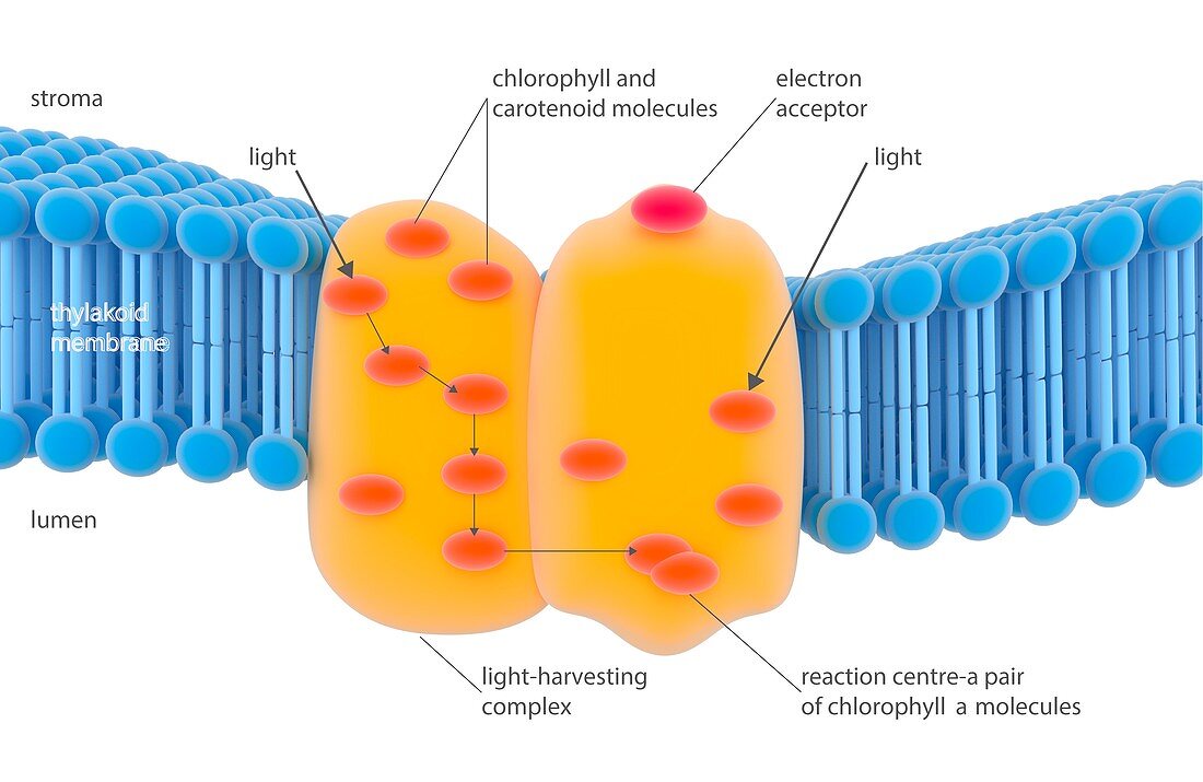 Photosynthesis light-harvesting complex