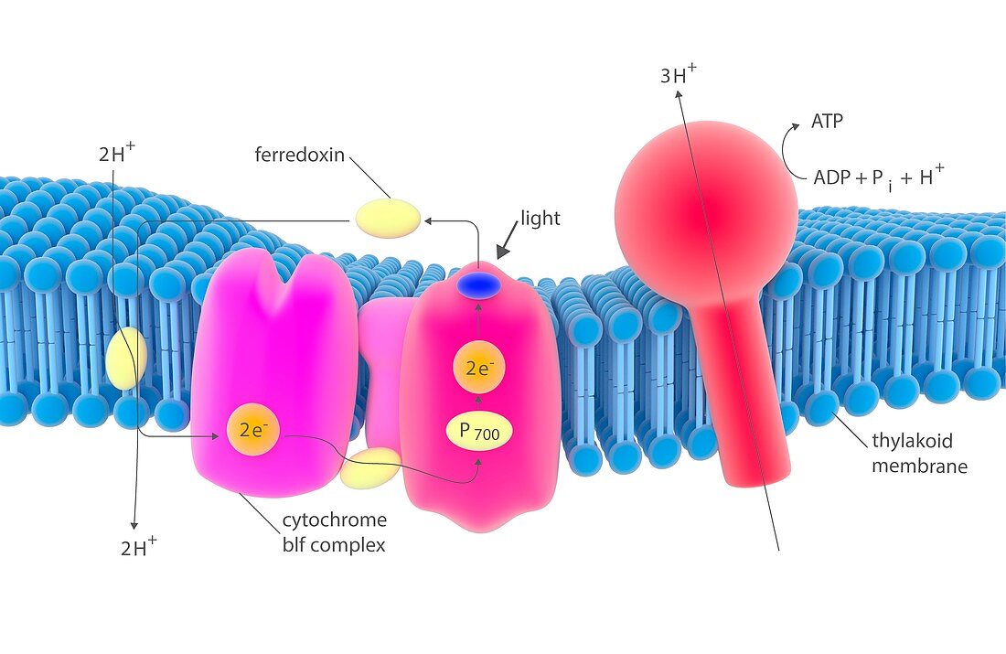 Photosynthesis electron transport complex