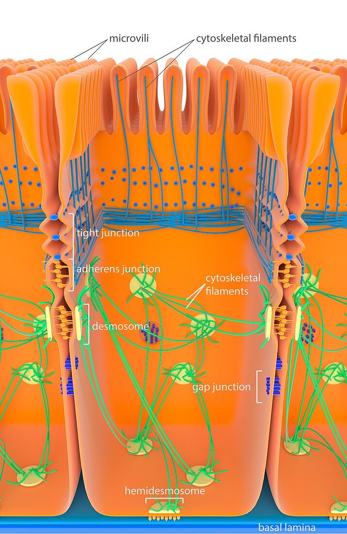 Intestinal cell junctions,illustration