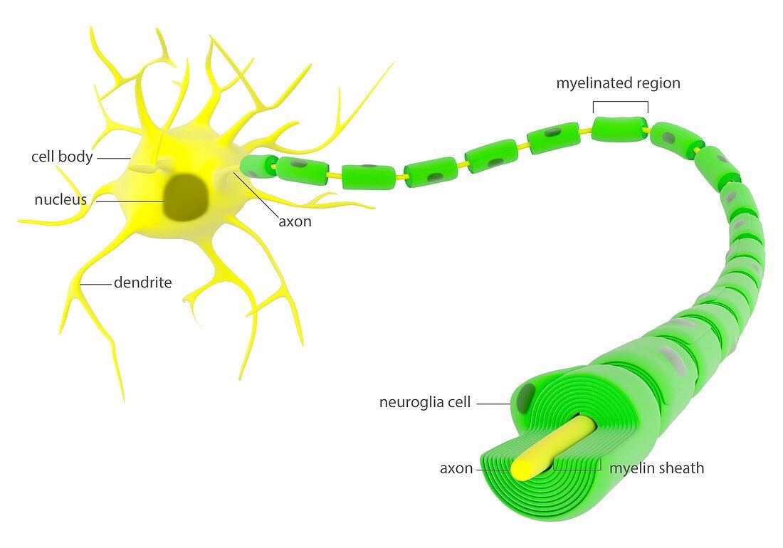 Myelinated neuron anatomy,illustration