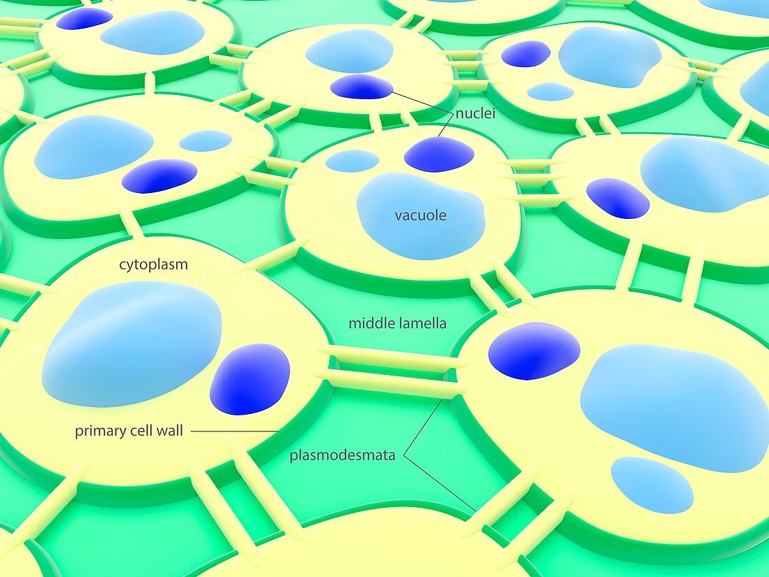 Plant cell connections,illustration