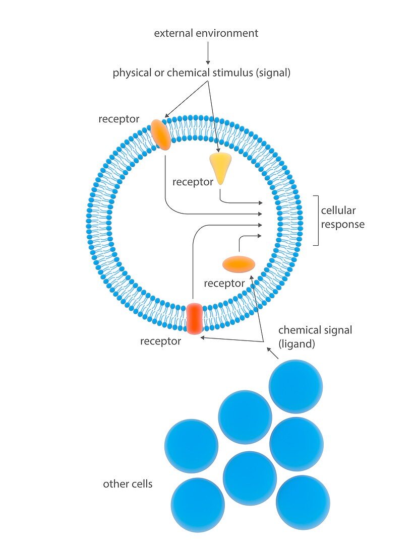 Cell response mechanisms,illustration