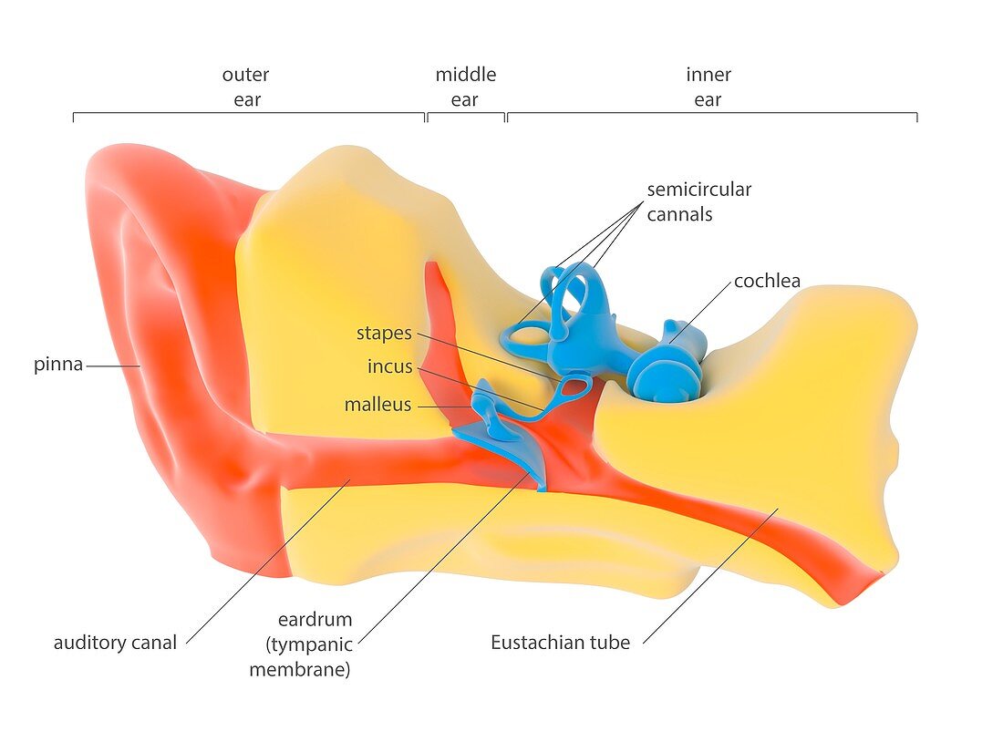 Human ear anatomy,illustration