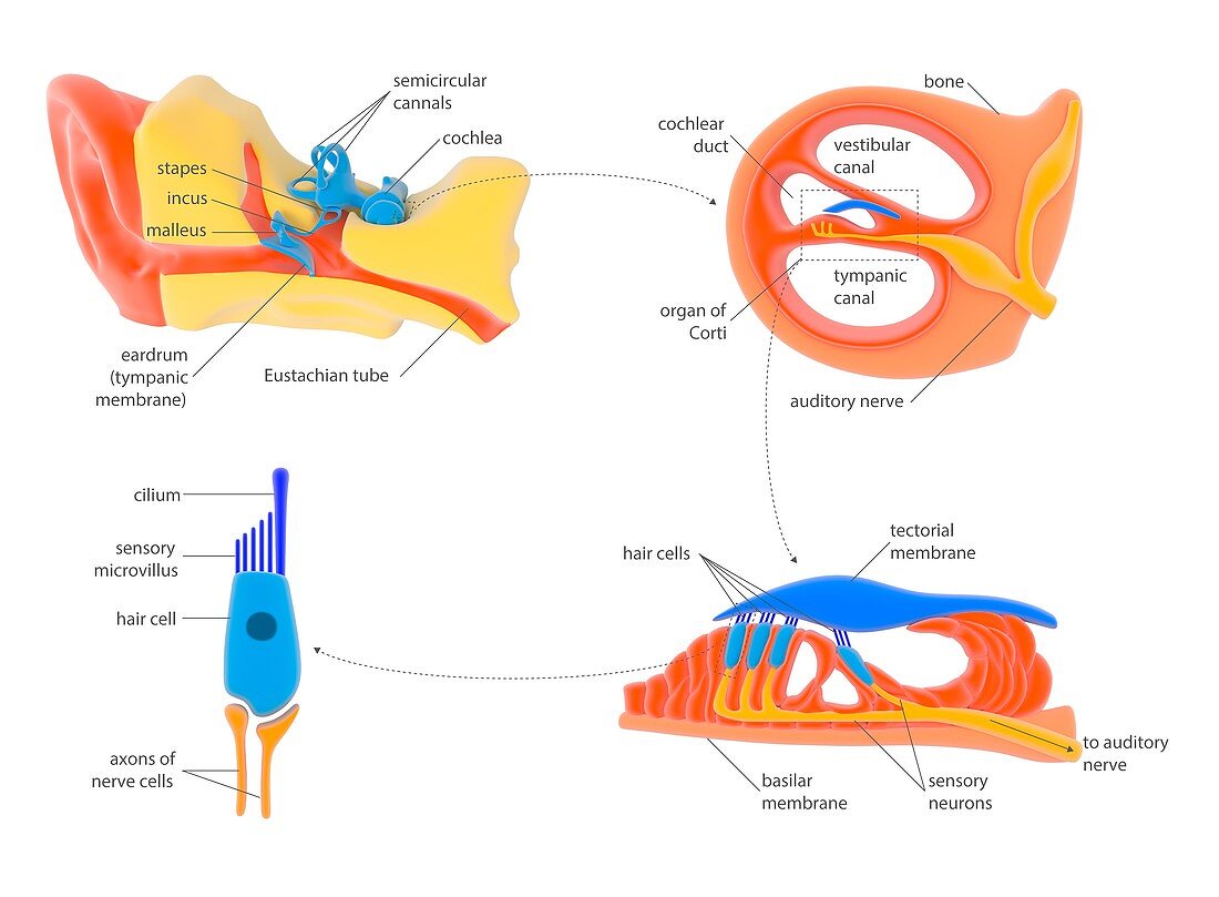 Ear and cochlear anatomy,illustration