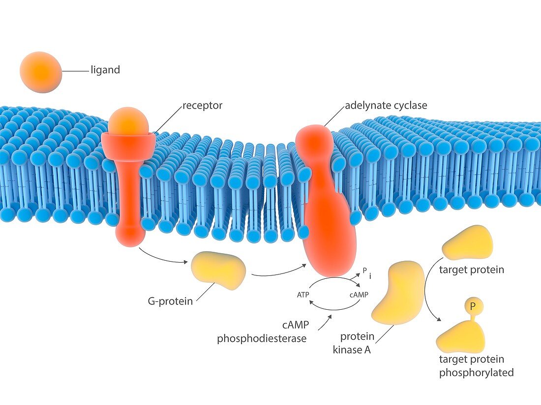 G-protein-linked receptor,illustration