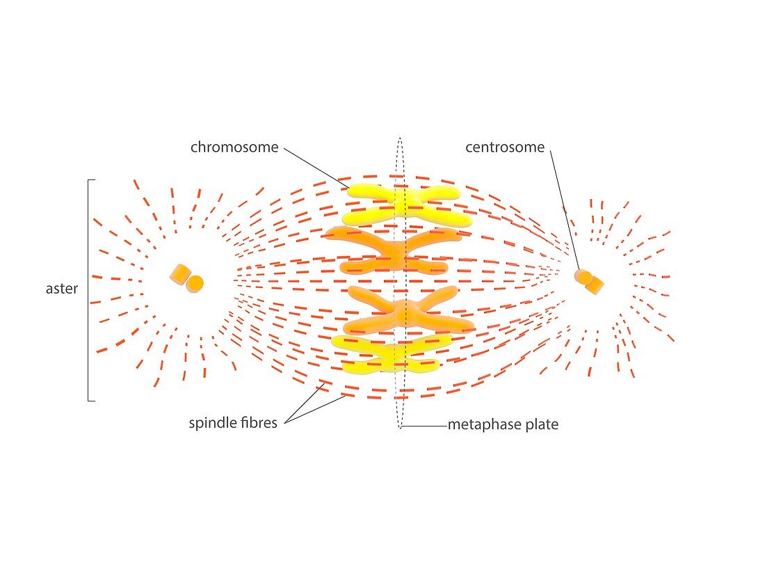 Metaphase in cell division,illustration