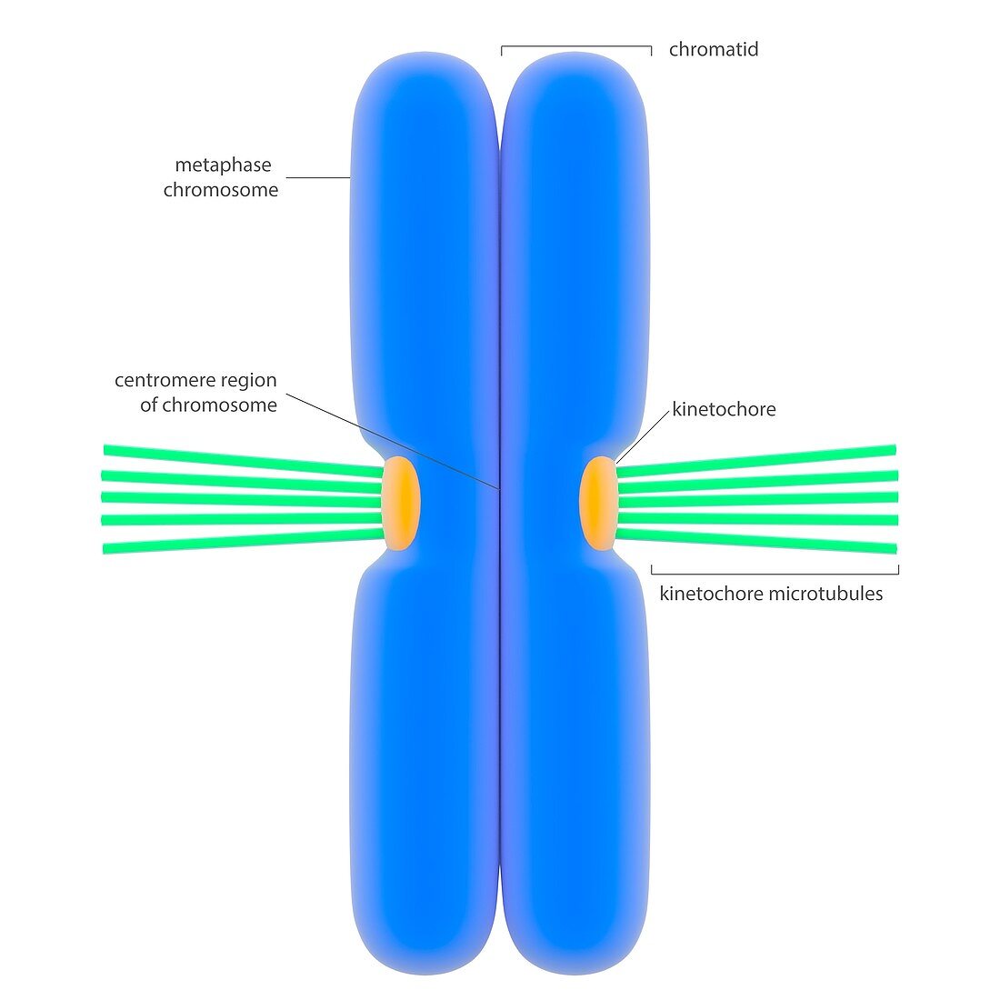 Chromosome and microtubules,illustration