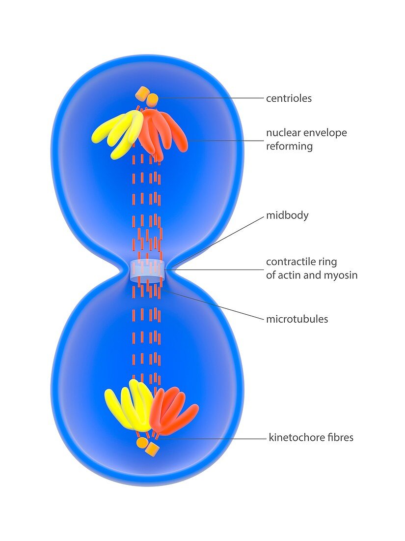 Cytokinesis in animal cells,illustration