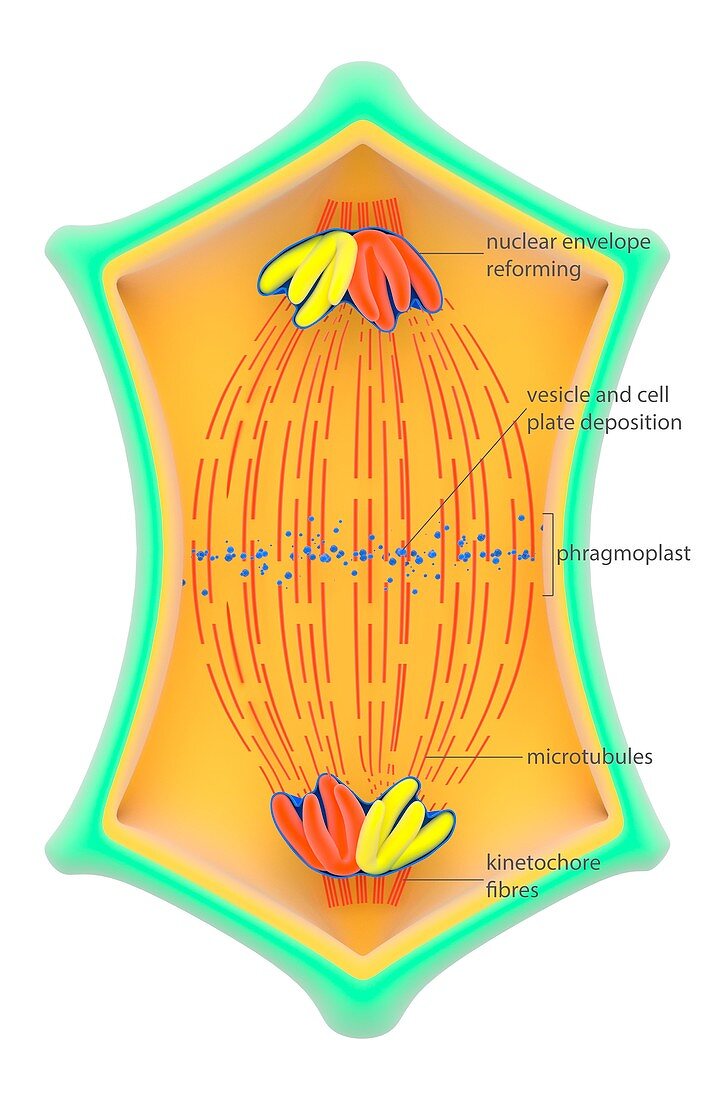 Cytokinesis in plant cells,illustration