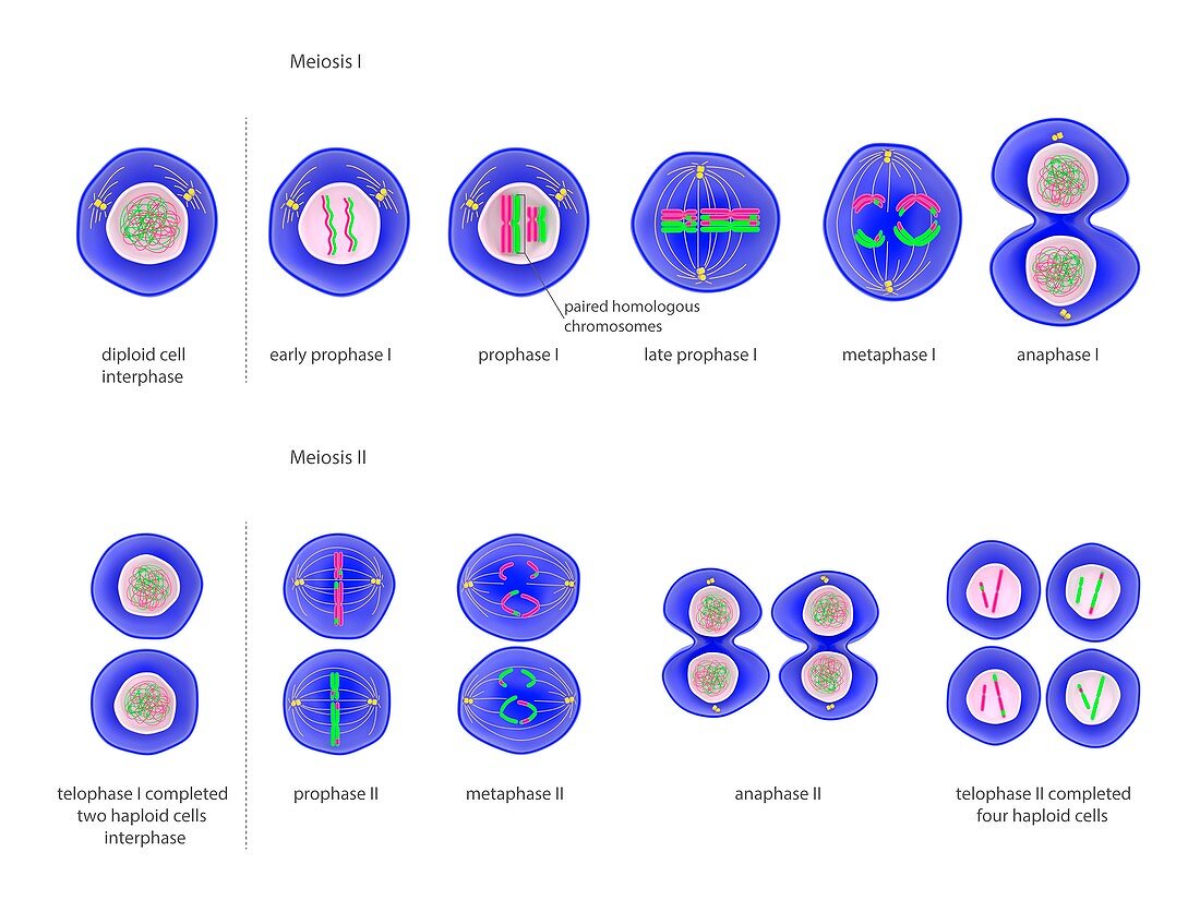 Meiosis cell division,illustration