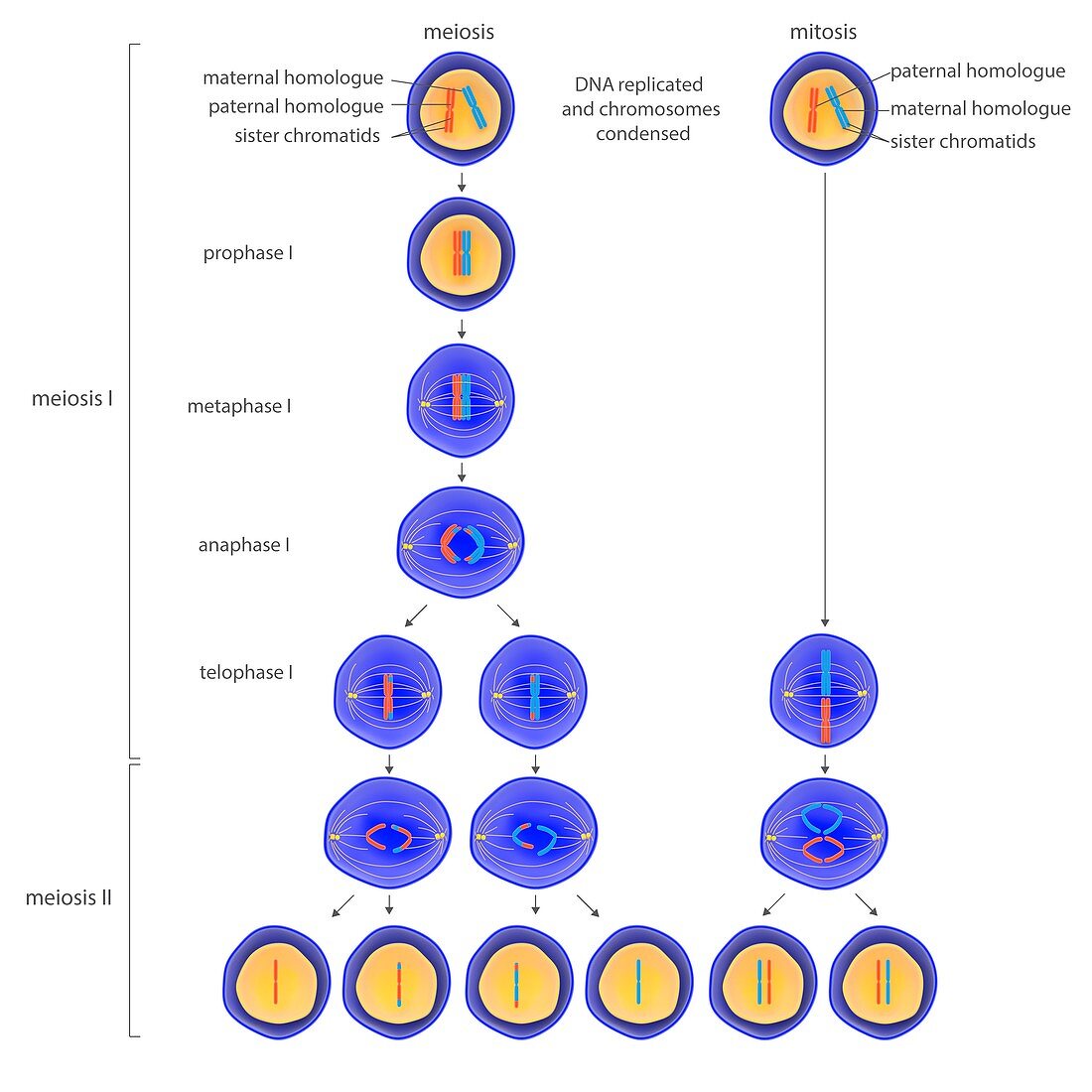 Meiosis and mitosis,illustration