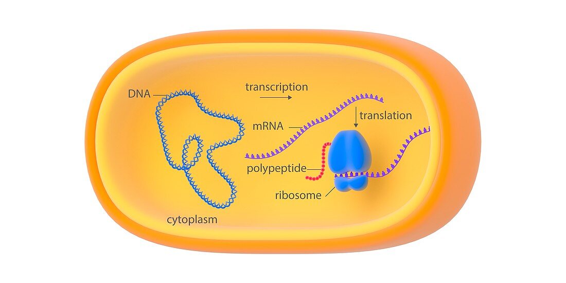 Bacterial gene expression,illustration