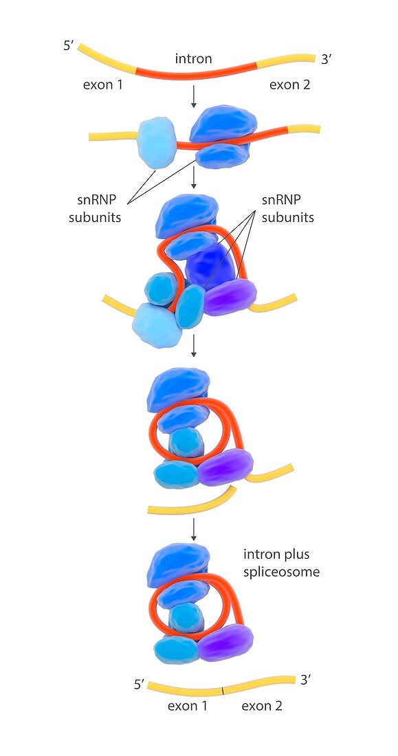 Pre-RNA splicing mechanism,illustration