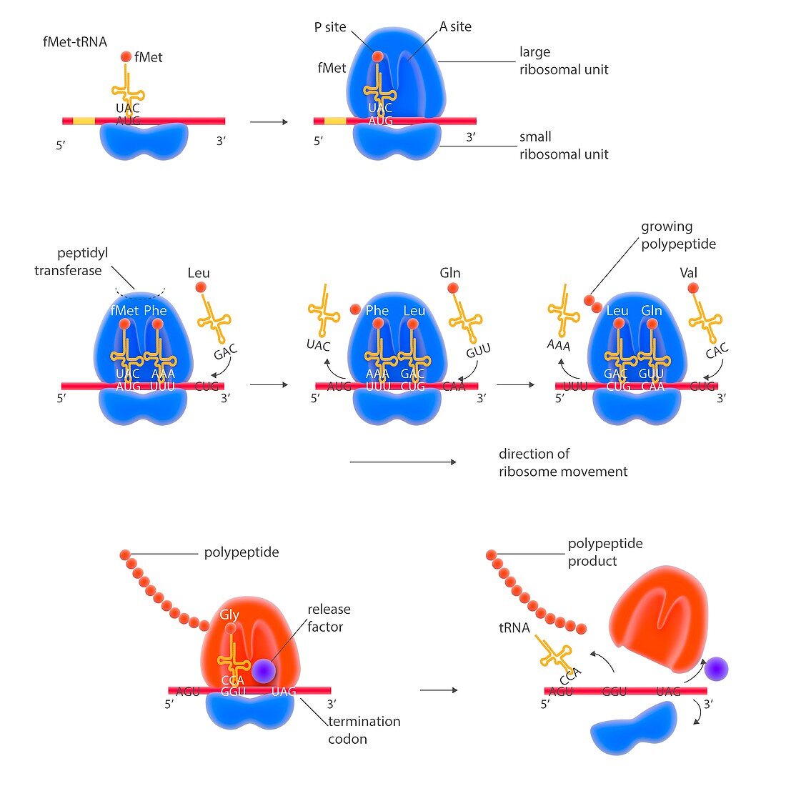 Stages of protein synthesis,illustration