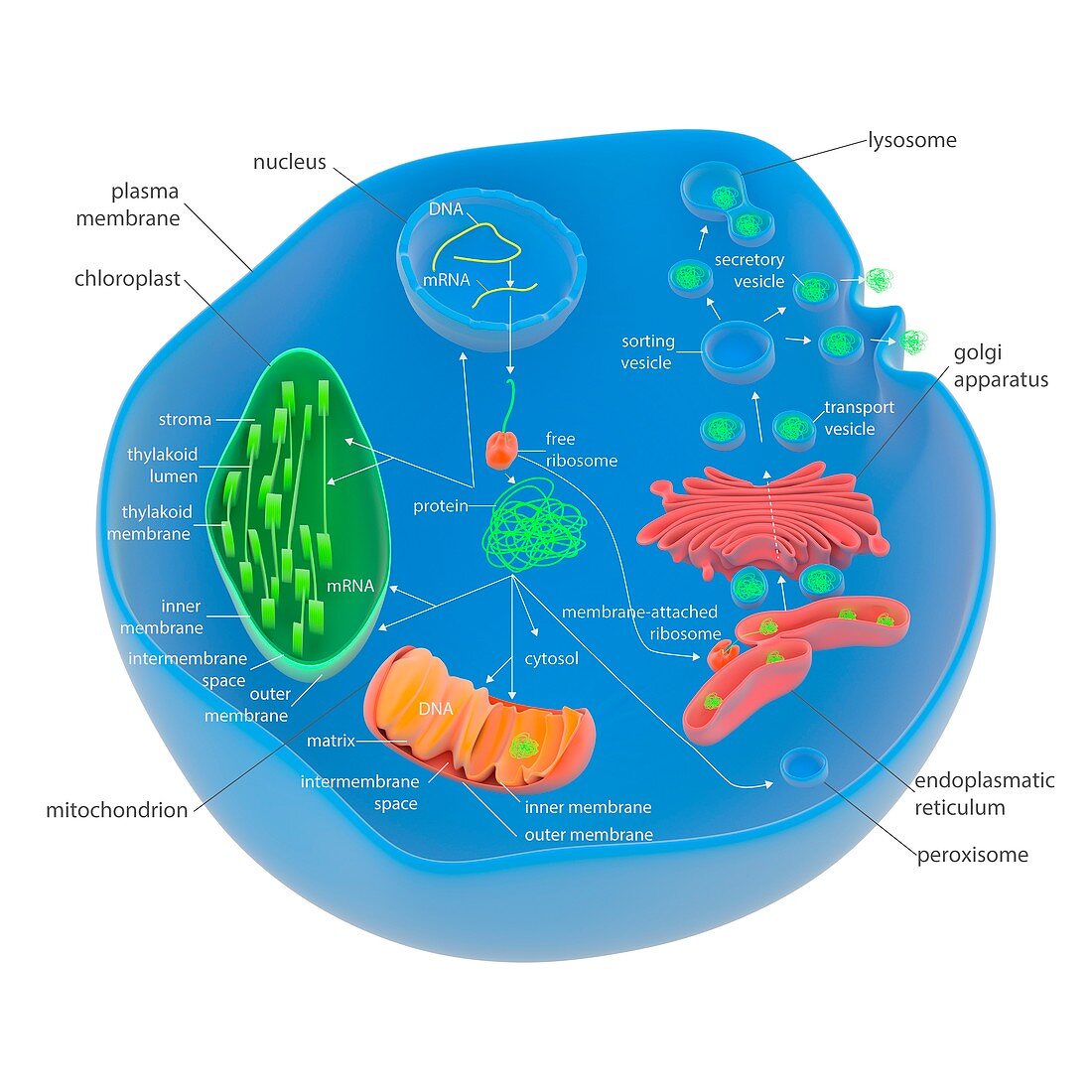 Protein targeting in cells,illustration