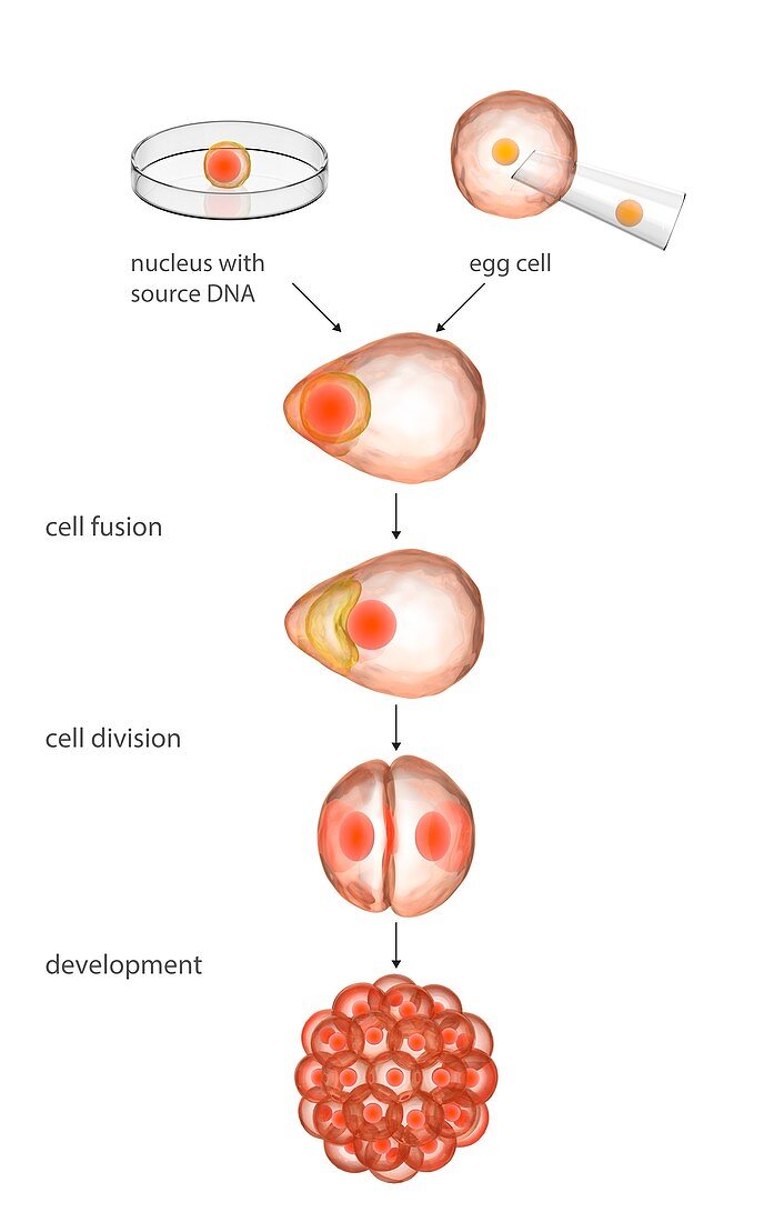 Animal cloning process,illustration