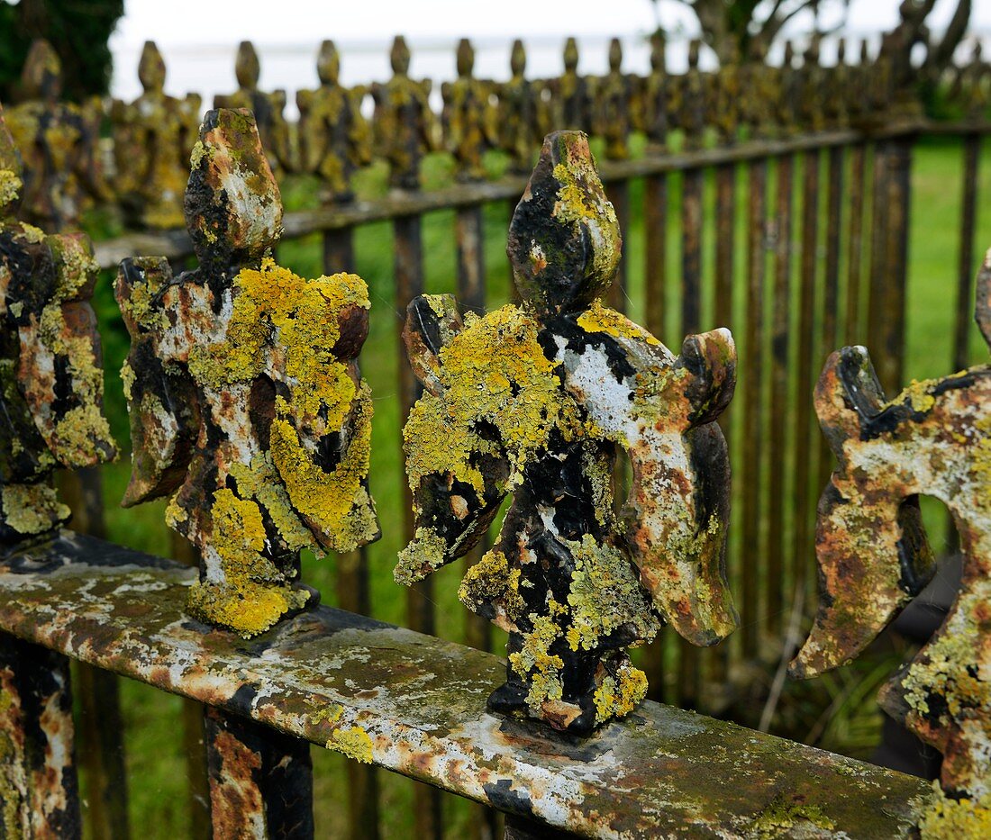Lichen on iron railings in unpolluted air