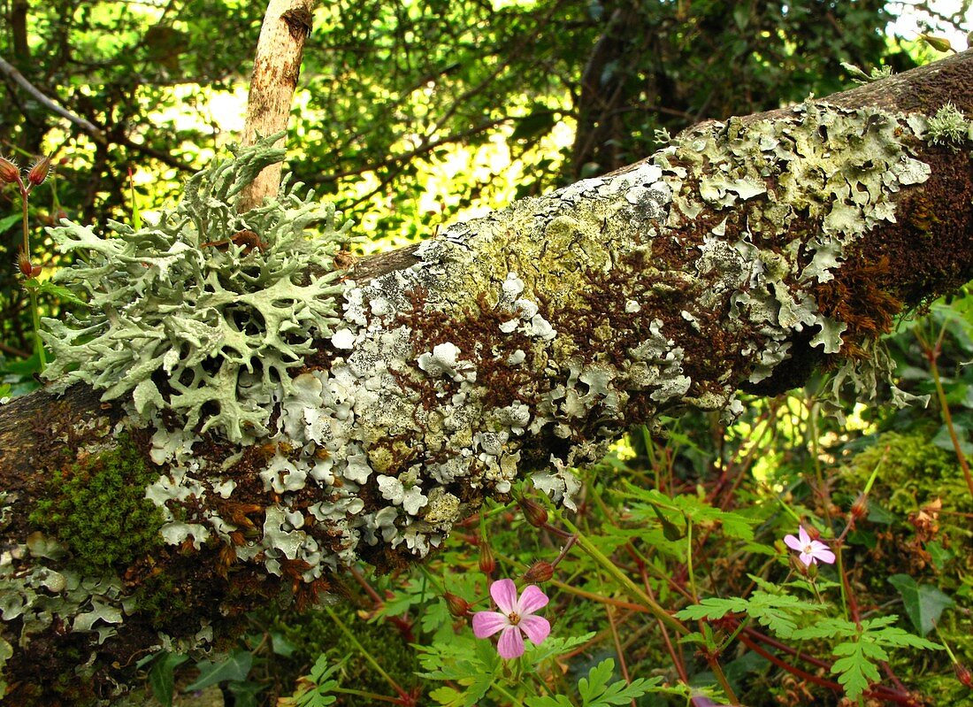 Lichen growing on branch