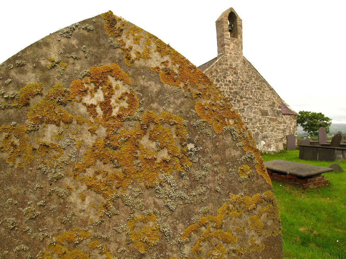 Lichen on gravestone in unpolluted air