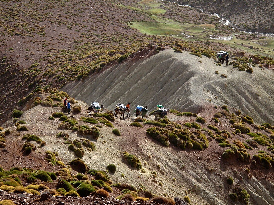 Pack mules,Morocco