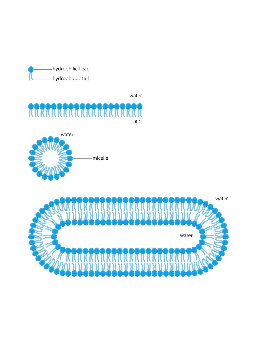 Formation of biological membranes