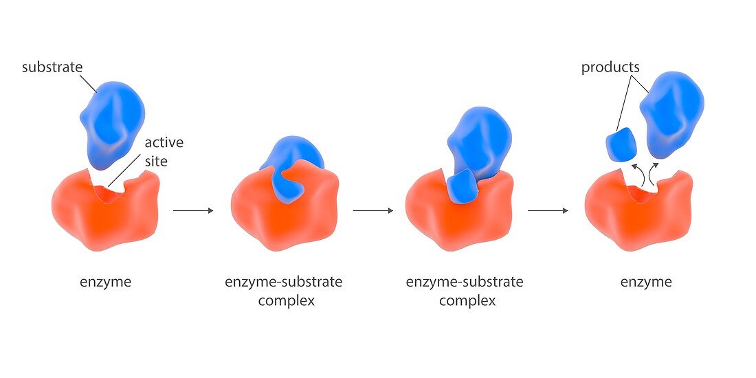Enzyme reaction stages,illustration