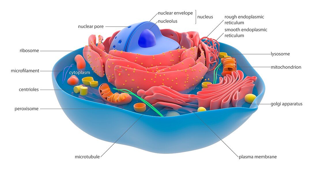 Animal cell,illustration