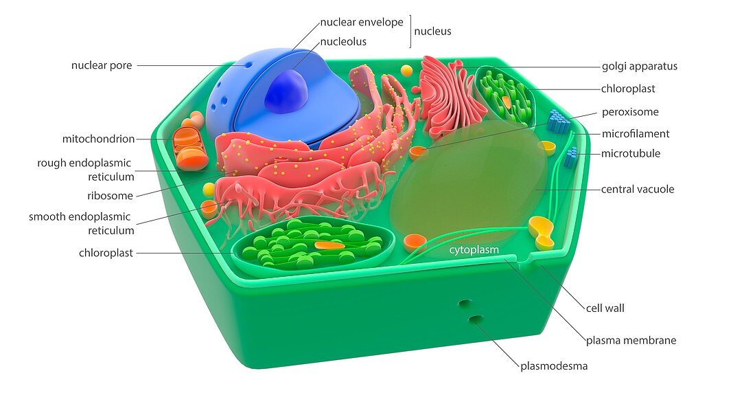 Plant cell,illustration