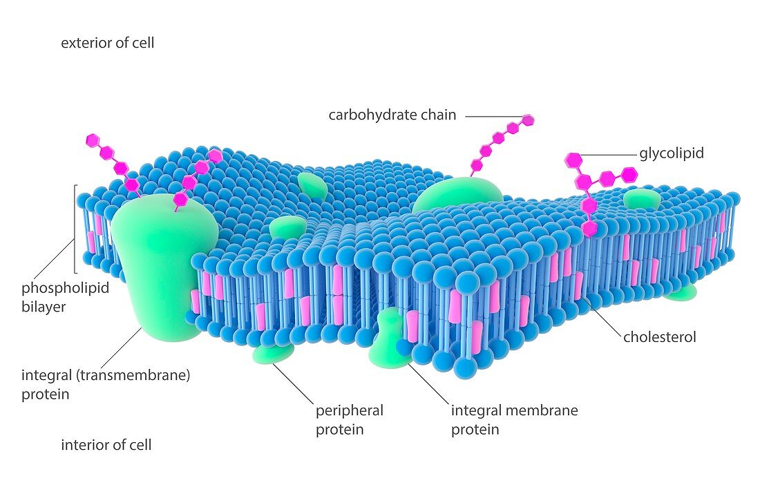 Plasma membrane,illustration