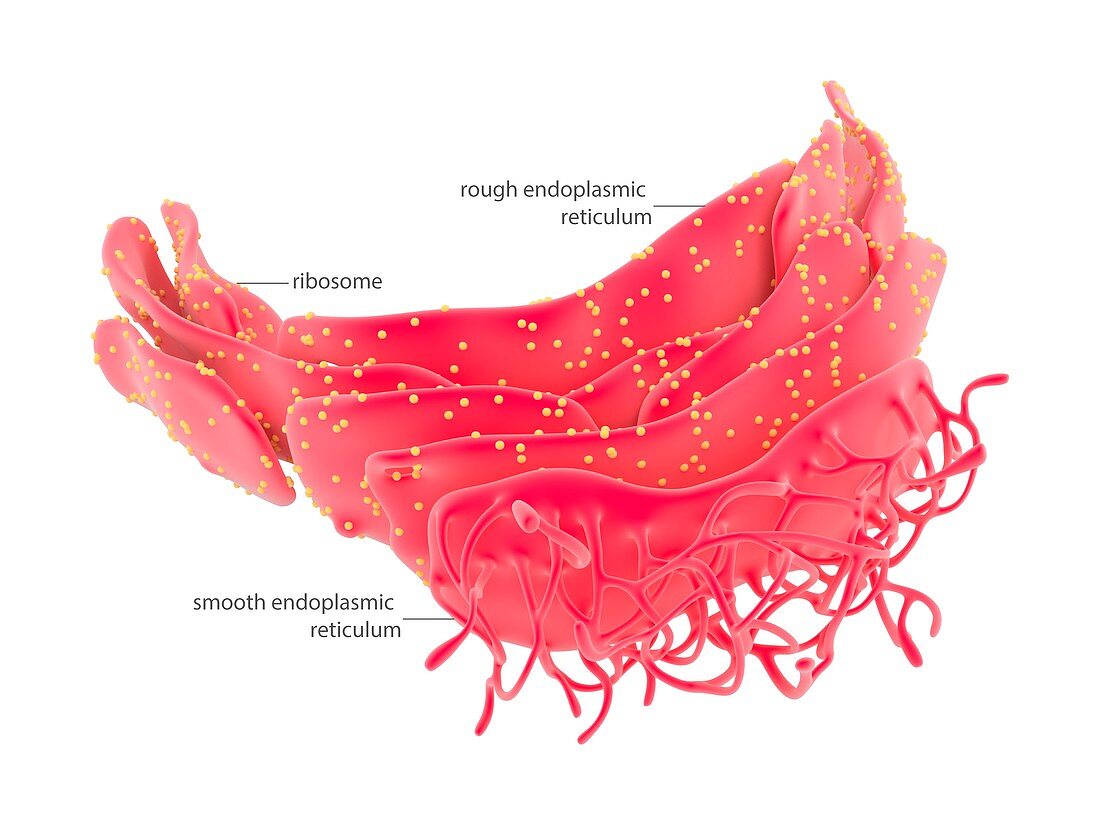 Endoplasmic reticulum,illustration