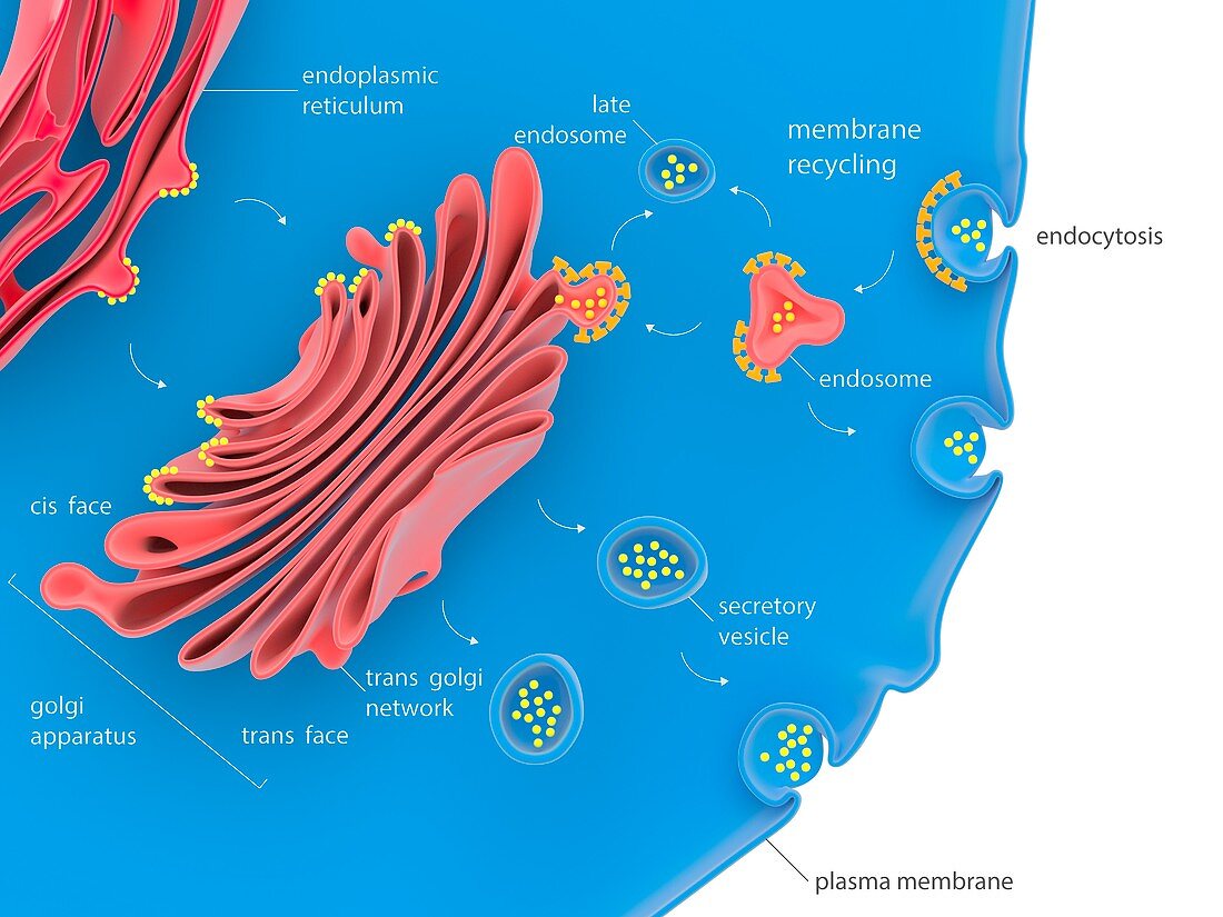 Cellular protein transport,illustration