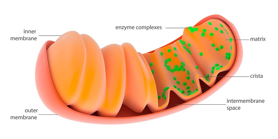 Mitochondrion,illustration