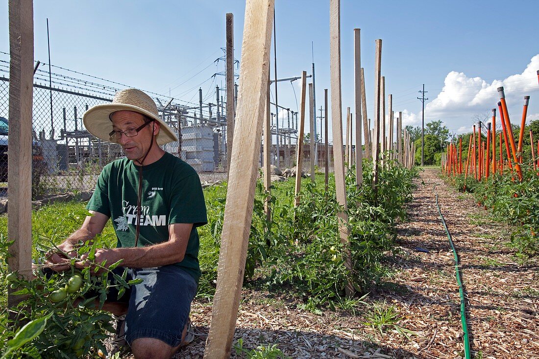 Volunteer in a community garden