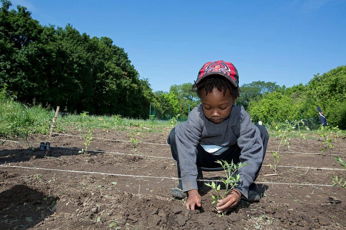Young boy planting tomatoes