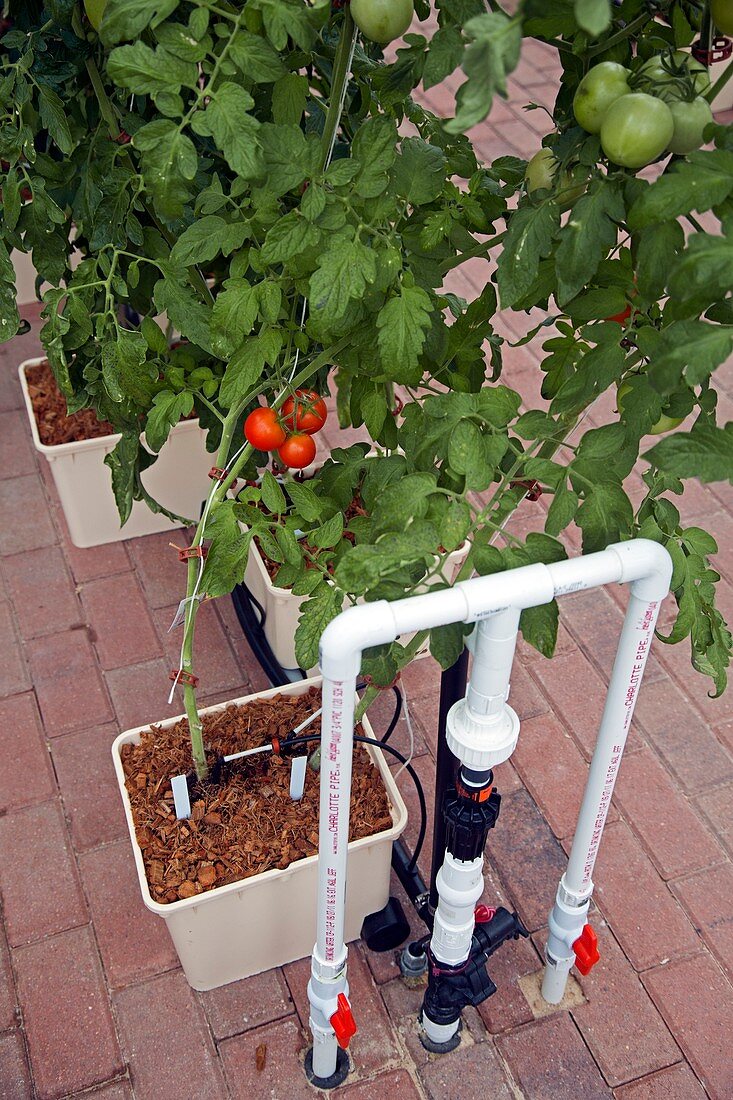 Hydroponic tomatoes at a hospital farm
