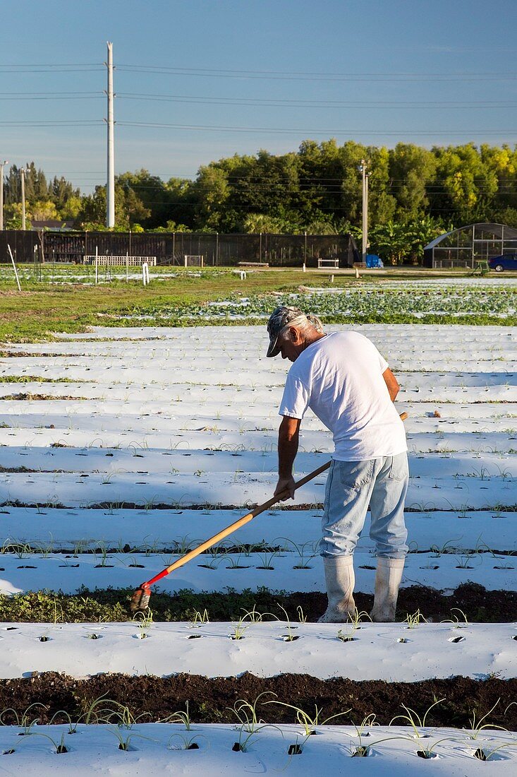 Worker on an organic farm,USA