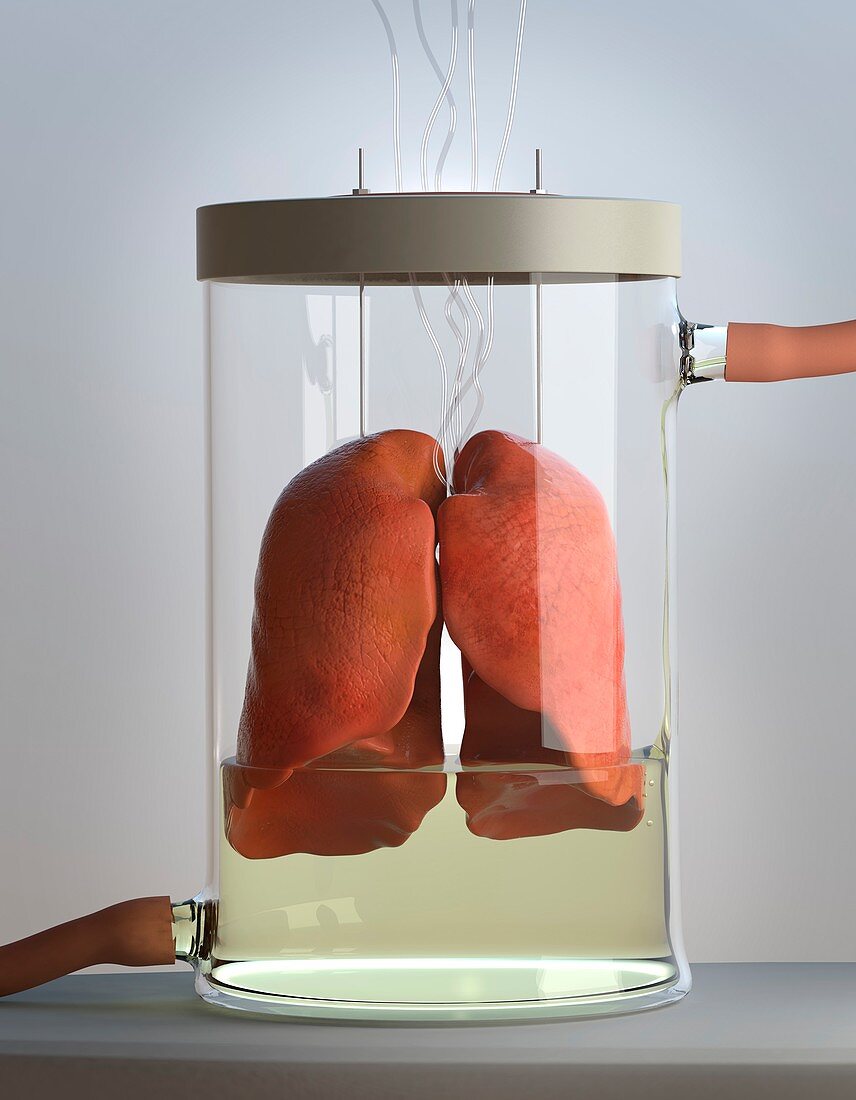 Spare lungs,conceptual image