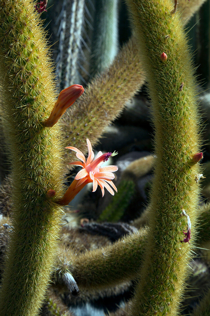 Cactus (Winterocereus aureispina)