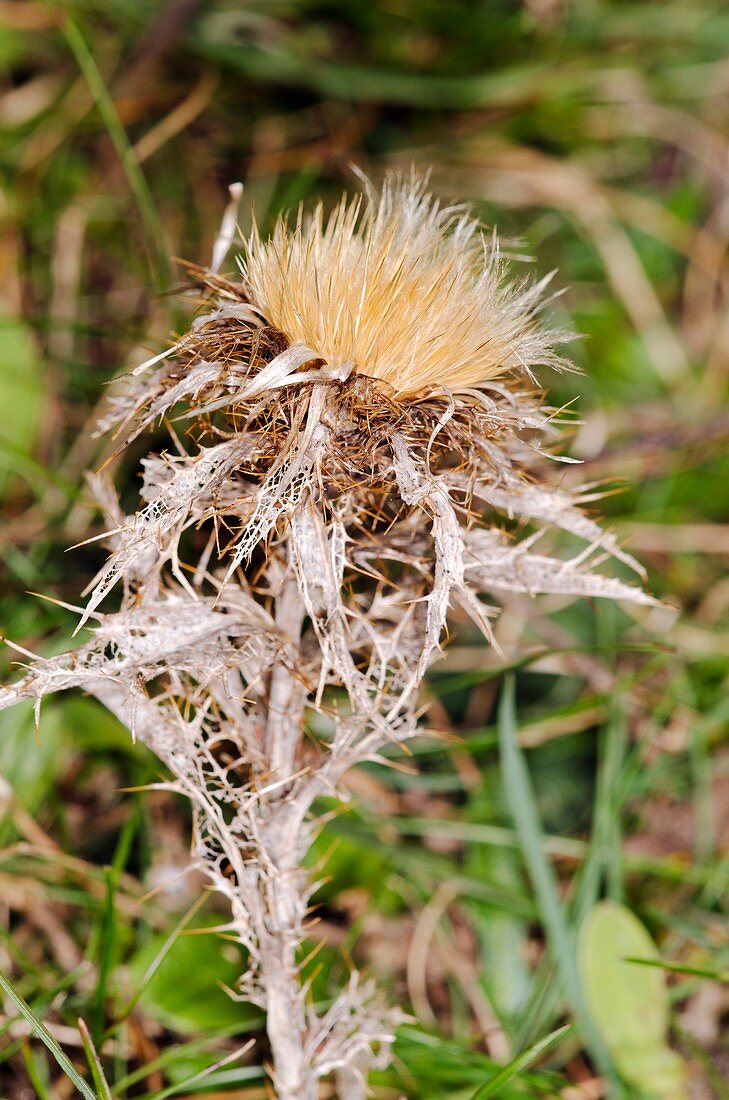 Carline thistle (Carlina vulgaris)