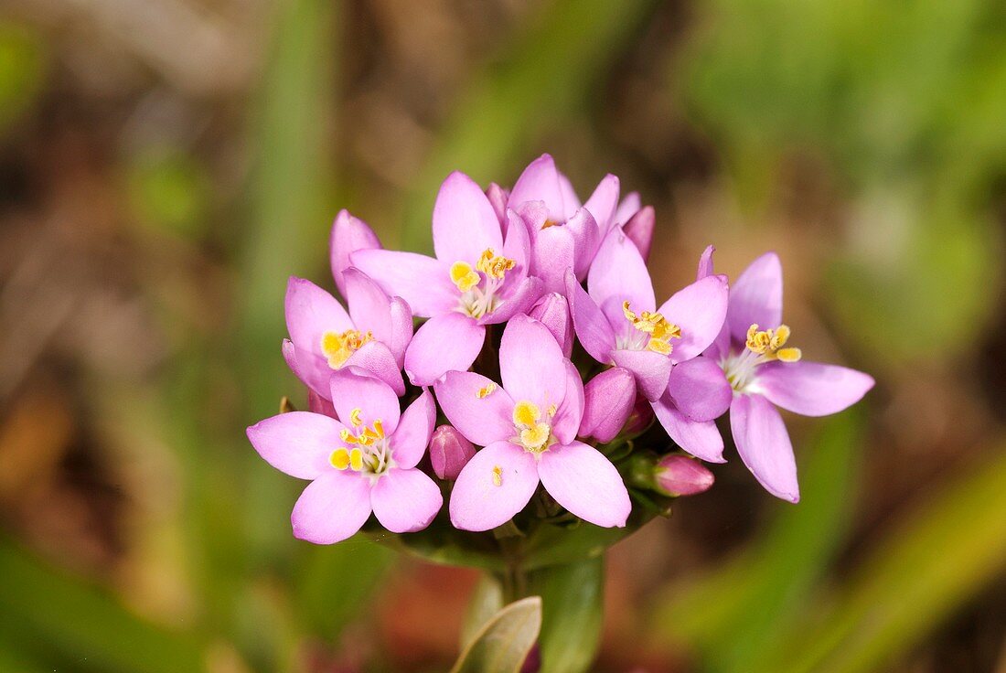 Common centaury (Centaurium erythraea)