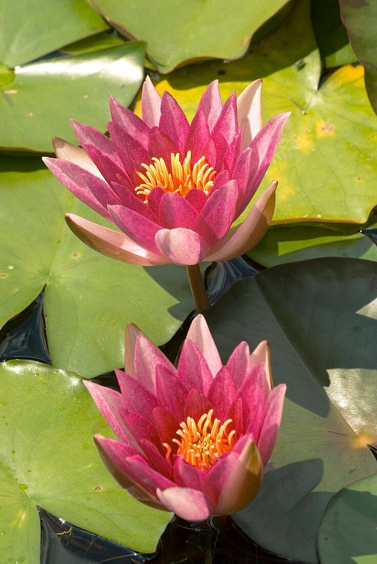 Nymphaea 'Weymouth Red'