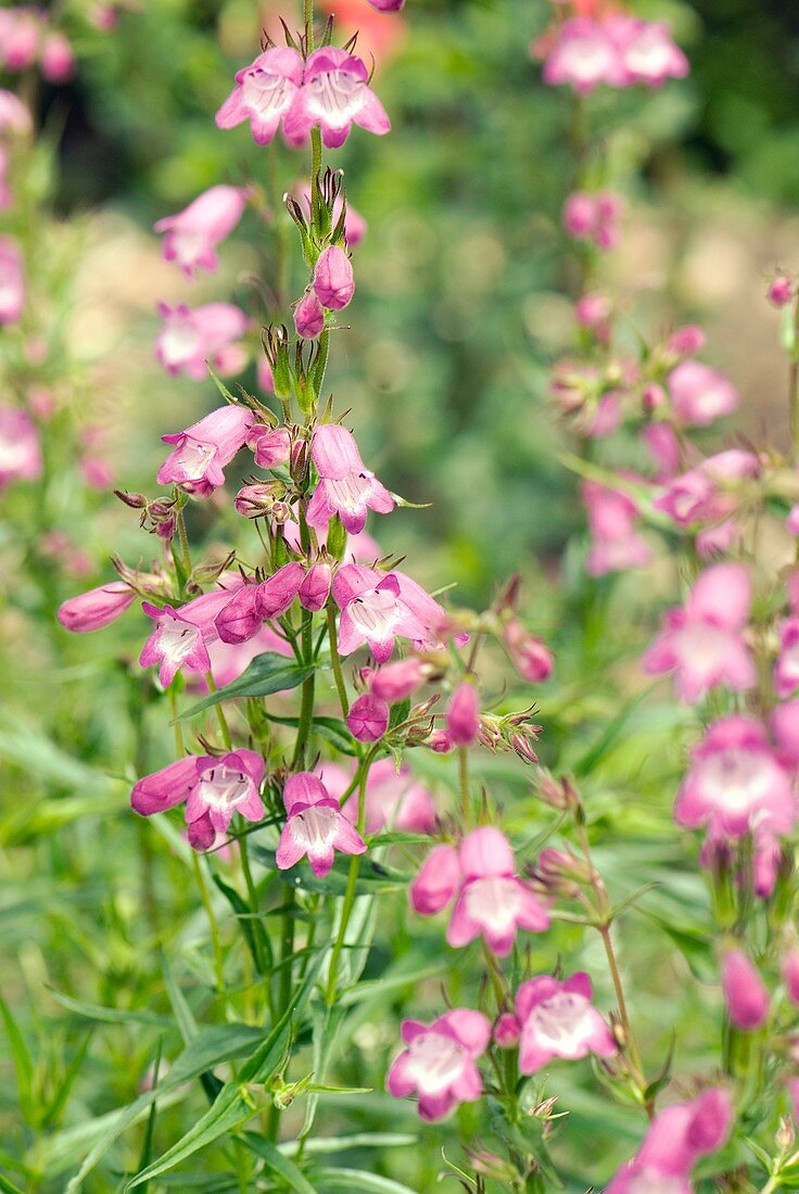 Penstemon 'Pink Endurance' flowers