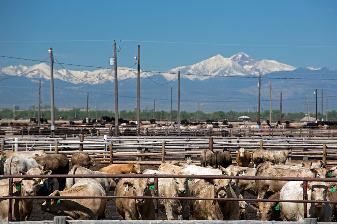 Feedlot cattle,USA