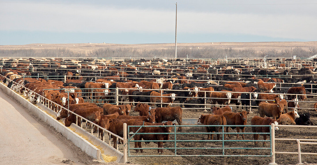 Cattle feedlot,USA