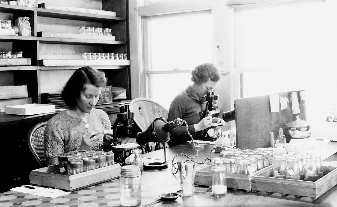 Genetics research,mid-20th century